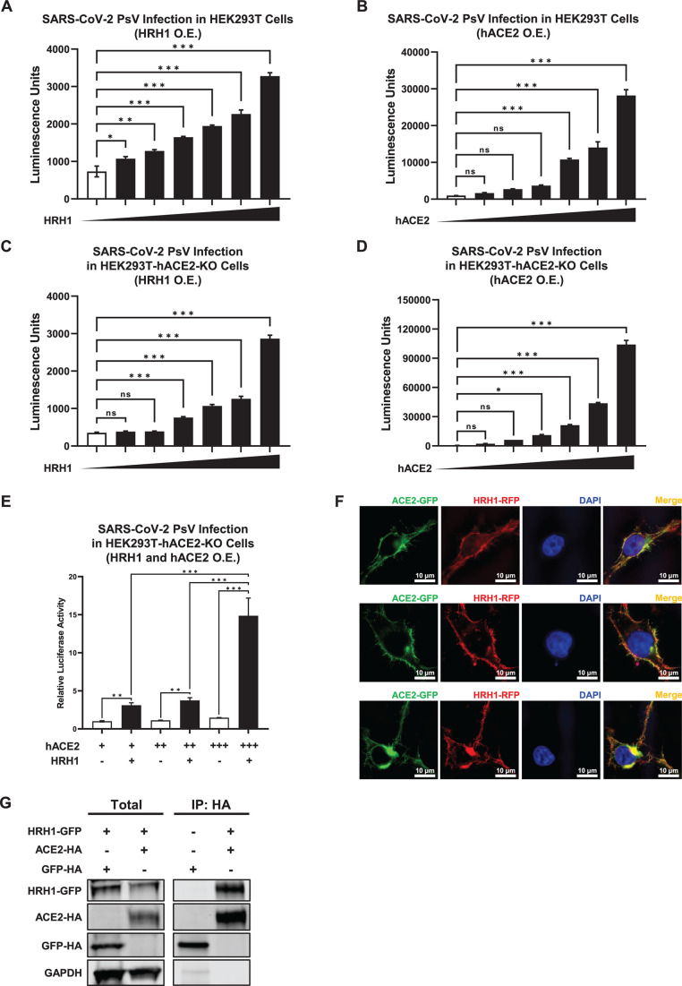 Bar graphs depict SARS-CoV-2 pseudovirus infection in HEK293T cells with HRH1 or hACE2 overexpression, measured in luminescence units. Confocal images show ACE2-GFP and HRH1-RFP colocalization.