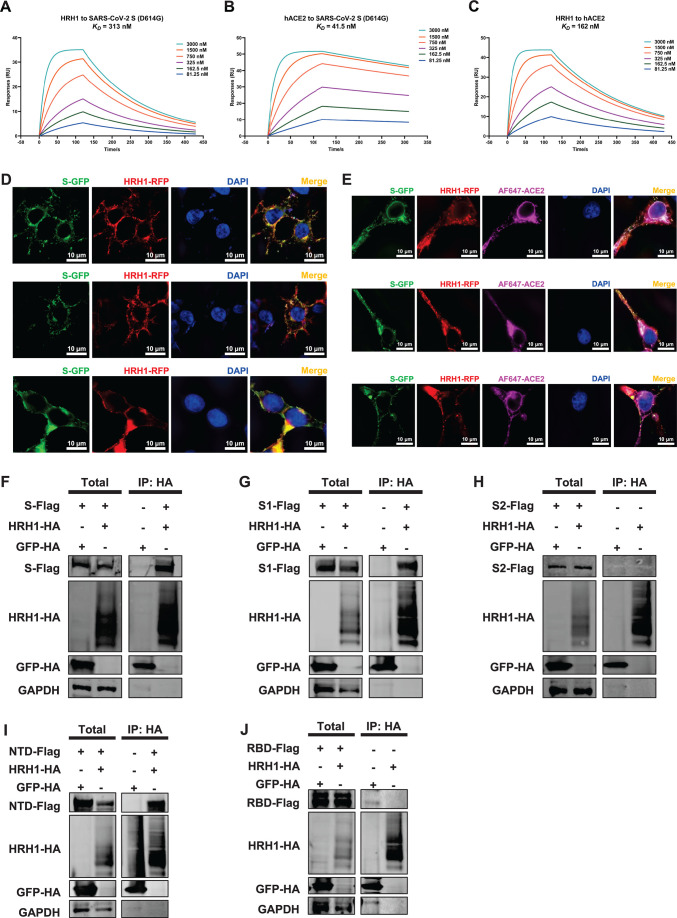 An illustration depicts the binding affinity curves of HRH1 and hACE2 to the SARS-CoV-2 spike protein. Fluorescence microscopy images exhibit HRH1-RFP and S-GFP colocalization.