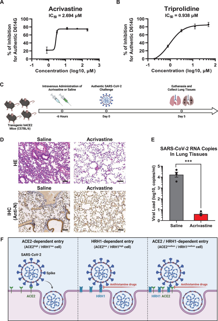 Dose-response curves depict the inhibition of SARS-CoV-2 by acrivastine and triprolidine. Experimental timeline for testing in hACE2 transgenic mice. A bar graph plots viral RNA copies. Diagrams depict entry mechanisms blocked by antihistamines.