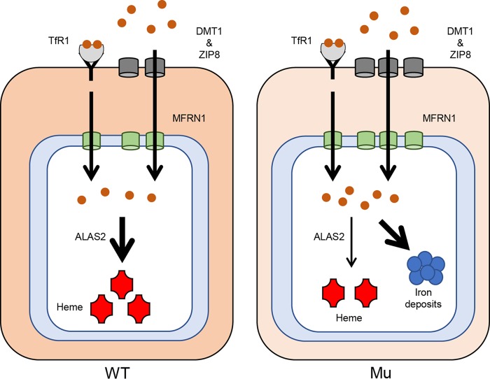 FIG 13