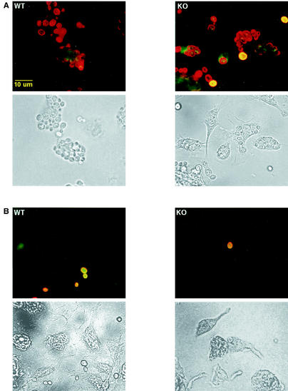 FIG. 7.