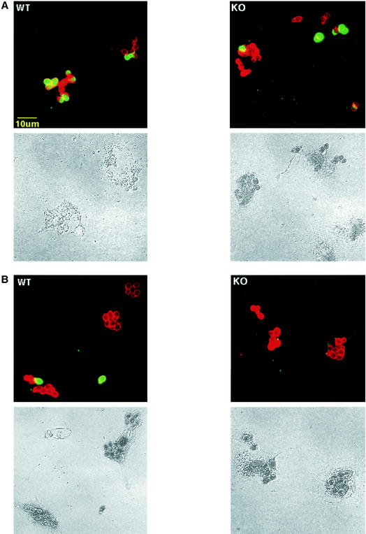 FIG. 6.