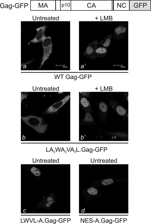 FIG. 2.