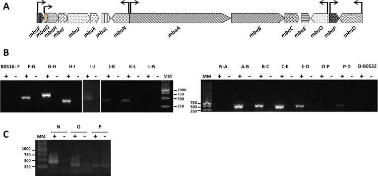 Fig 4