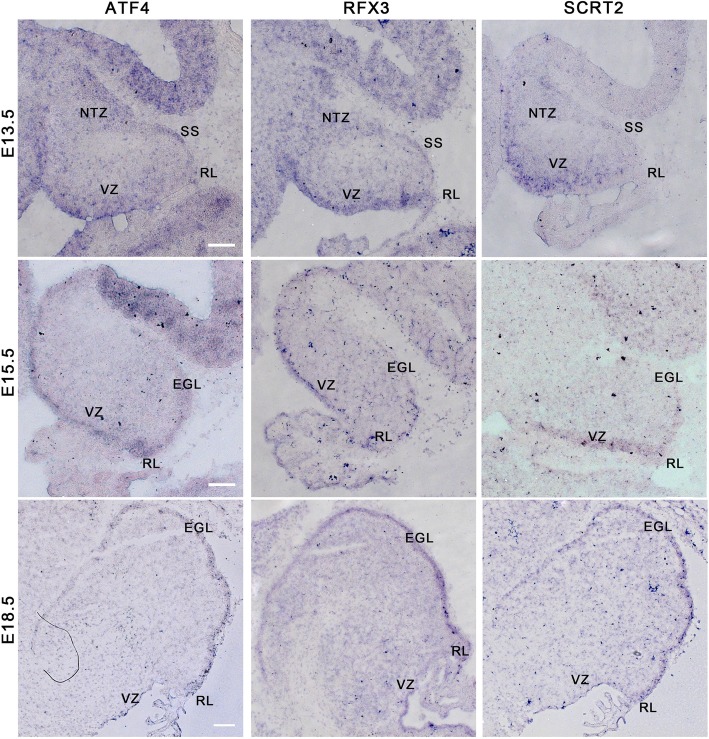 Fig. 8