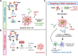 Figure 7. Schematic summary of the proposed model of T-DM1 sensitivity, resistance, and targeting T-DM1 resistance. A, In T-DM1–sensitive tumors, the activation of SAC and mitotic arrest lead to apoptosis and activation of ICD markers, e.g., eIF2α phosphorylation, ATP secretion, calreticulin surface exposure, and HMGB1 release, leading to DC maturation and cytotoxic T-cell, culminating in tumor growth inhibition. B, In T-DM1–resistant tumors, overexpression of TACC3 prevents activation of SAC, mitotic cell death, and ICD, thus promoting cell survival. C, Inhibition of TACC3 in combination with T-DM1 in the resistant tumors restores SAC activation and mitotic arrest, leading to apoptosis, induction of ICD hallmarks, and secretion of proinflammatory cytokines, thereby increasing the infiltration of DCs and T cells, thus restoring T-DM1 sensitivity. (Created with BioRender.com.)