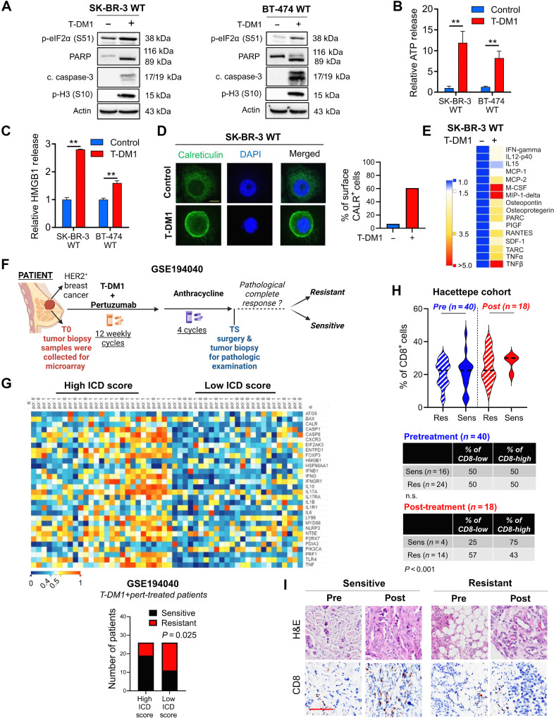 Figure 1. T-DM1 induces ICD markers in T-DM1–sensitive breast cancer cells and ICD correlates with T-DM1 sensitivity in patients. A, Western blot analysis of mitotic arrest [p-H3 (S10)], apoptosis (cleaved caspase-3 and PARP), and ICD marker [p-eIF2α (S51)] in T-DM1–treated SK-BR-3 WT (left) and BT-474 WT (right) cells. B and C, Relative ATP release (B) and HMGB1 release (C) from T-DM1–treated SK-BR-3 WT and BT-474 WT cells (n = 3, 4). D, Immunofluorescence cell-surface staining of calreticulin (green) in T-DM1–treated SK-BR-3 WT cells. Scale bar, 10 μm. DAPI was used to stain the nucleus. Its quantification is provided on the right. E, Cytokine array blot analysis showing the differentially secreted cytokines in T-DM1–treated SK-BR-3 WT cells. F, Schematic summary of the treatment scheme and the sample collection timeline in GSE194040 (22). G, Heatmap of ICD-related genes found in the ICD gene signature score (33) and their correlation with pCR in T-DM1 + pertuzumab-treated patients from GSE194040. pCR: 1, sensitive; pCR: 0, resistant. Chi-square analysis of sensitive vs. resistant tumors expressing low vs. high ICD score is provided below. H, Percentage of CD8+ cells in sensitive (sens) vs. resistant (res) tumors collected pre- (n = 40) and post-T-DM1 (n = 18) treatment. Tables of the percentages of CD8-low or CD8-high tumors (based on average levels of CD8+ cells in each group) are given below and significance was calculated using Chi-square test. I, The representative images from H. Scale bar, 150 μm. Data correspond to mean values ± SD. P values for the bar graphs were calculated with the unpaired, two-tailed Student t test. Significance for the Chi-square analysis was calculated with the Chi-square test. **, P < 0.01. (F, Created with BioRender.com.)