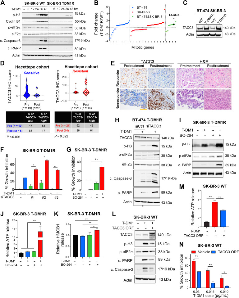 Figure 3. ICD-related factors are lost in T-DM1 resistance upon TACC3 overexpression, TACC3 correlates with clinical T-DM1 resistance, and its inhibition overcomes T-DM1 resistance and restores ICD markers in vitro. A, Western blot analysis of mitotic arrest, apoptosis, and ICD markers in SK-BR-3 WT and T-DM1–resistant (T-DM1R) cells treated with 0.05 μg/mL T-DM1 in a time-dependent manner. B, The log-fold change of the mitotic genes differentially expressed only in BT-474, SK-BR-3, or both T-DM1R cells compared with WT counterparts in RNA-seq analysis. C, Western blot analysis of TACC3 protein expression in BT-474 and SK-BR-3 WT vs. T-DM1R cells. Actin was used as a loading control. D, TACC3 IHC score in Hacettepe cohort patients before and after treatment with T-DM1 who are sensitive (left) vs. resistant (right) to T-DM1. The percentages of patients who have TACC3-low or -high tumors in the pre- and posttreatment groups are given below, and significance was calculated using the Chi-square test. E, Representative TACC3 IHC and hematoxylin and eosin (H&E) staining in the tumor tissues of patients from D. Scale bar, 100 μm. F, Percent growth inhibition in SK-BR-3 T-DM1R cells transfected with siTACC3 and treated with 0.03 μmol/L T-DM1 (n = 4–6). G, Percent growth inhibition in SK-BR-3 T-DM1R cells treated with T-DM1 alone or in combination with 1 μmol/L TACC3 inhibitor (BO-264; n = 4–6). H, Western blot analysis of mitotic arrest, apoptosis, and ICD markers in BT-474 T-DM1R cells transfected with siTACC3 and treated with T-DM1. Actin was used as a loading control. I, Western blot analysis of mitotic arrest, apoptosis, and ICD markers in SK-BR-3 T-DM1R cells treated with T-DM1 alone or in combination with BO-264. Actin was used as a loading control. J, Relative ATP release from SK-BR-3 T-DM1R cells treated with T-DM1 alone or in combination with BO-264 (n = 3, 4). K, Relative HMGB1 release from SK-BR-3 T-DM1R cells treated with T-DM1 alone or in combination with BO-264 (n = 3). L, Western blot analysis of mitotic arrest, apoptosis, and ICD markers in SK-BR-3 WT cells overexpressing TACC3 and treated with T-DM1. Actin was used as a loading control. M, Relative ATP release from SK-BR-3 WT cells overexpressing TACC3 and treated with T-DM1 (n = 3). N, Percent growth inhibition in SK-BR-3 WT cells overexpressing TACC3 and treated with T-DM1 (n = 3). Data correspond to mean values ± SD. Significance for D was calculated with one-way Wilcoxon signed-rank test. P values for other subfigures were calculated with the unpaired, two-tailed Student t test. *, P < 0.05; **, P < 0.01.