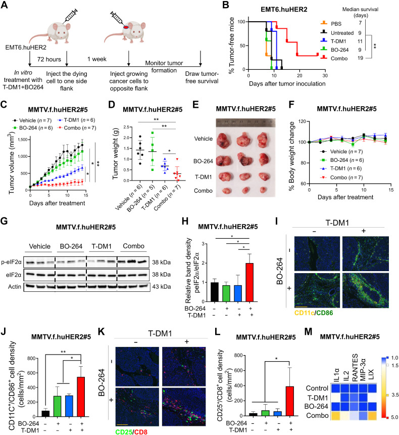 Figure 6. TACC3 inhibition elicits ICD in vivo and potentiates TDM1 response via increasing the infiltration of antitumor immune cells in vivo. A, Schematic representation of the in vivo vaccination assay. B, Tumor-free survival curves of BALB/c mice vaccinated with PBS or single agent or combination-treated EMT6.huHER2 cells (n = 5–7). C, Tumor growth of the MMTV.f.huHER2#5 model under low dose T-DM1 (5 mg/kg, once) in combination with BO-264 (50 mg/kg, daily; n = 6, 7). D, Tumor weights of the mice in C after 14 days of treatment. E and F, Representative resected tumor pictures (E) and body weights (F) from mice in C. G, Western blot analysis of p-eIF2α and eIF2α protein expression levels in tumors from C. Actin was used as a loading control. H, Relative band density graphs for p-eIF2α normalized to eIF2α from G (n = 3). I and J, Multiplex immunofluorescence staining of CD11c/CD86 in short-term-treated MMTV.f.huHER2#5 tumors and its quantification (n = 3). K and L, Multiplex immunofluorescence staining of CD25/CD8 in short-term-treated MMTV.f.huHER2#5 tumors and its quantification (n = 3). Scale bar, 50 μm. M, Levels of the cytokines in the serums of the mice with short-term–treated MMTV.f.huHER2#5 tumors (n = 3). Data for the bar graphs and box plots correspond to mean values ± SD, whereas data for the tumor volume and body weight graphs correspond to mean values ± SEM. Endpoint criteria for mice in C and F are treatment for 14 days or until reaching ethical tumor size cutoff. P values for the bar graphs and box plots were calculated with the unpaired, two-tailed Student t test. The significance for the tumor volume graph and multiplex IHC quantification was calculated with two-way and one-way ANOVA, respectively. *, P < 0.05; **, P < 0.01. (A, Created with BioRender.com.)