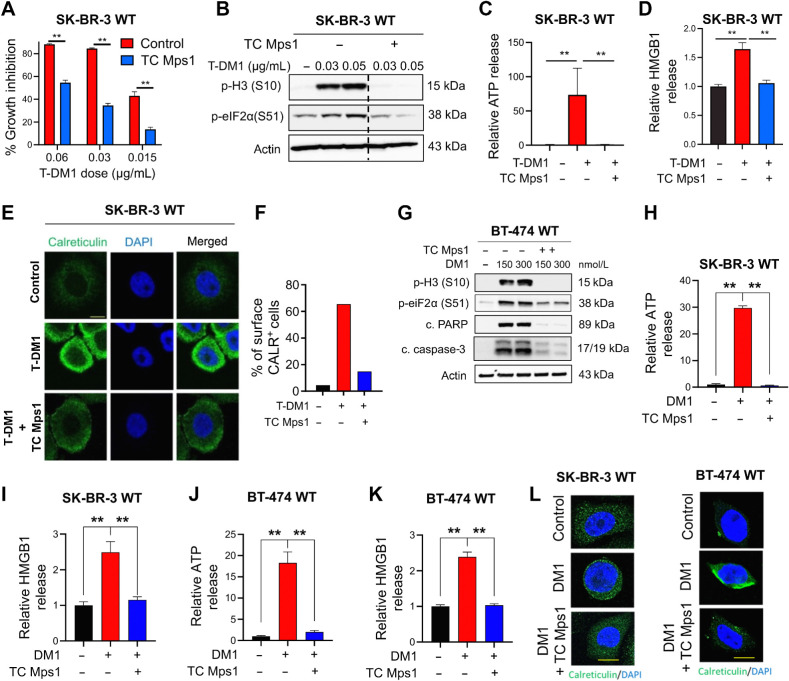 Figure 2. T-DM1–induced ICD is driven by SAC-dependent mitotic arrest induced by the payload, DM1. A, Percent growth inhibition in SK-BR-3 WT cells treated with T-DM1 alone or in combination with 1 μmol/L TC Mps1 (Mps1 inhibitor; n = 4). B, Western blot analysis of p-H3 and p-eIF2α in SK-BR-3 WT cells treated with T-DM1 alone or in combination with 1 μmol/L TC Mps1. Actin was used as a loading control. C and D, Relative ATP (C) and HMGB1 (D) release in SK-BR-3 WT cells treated with T-DM1 alone or in combination with 1 μmol/L TC Mps1 (n = 3). E, Immunofluorescence cell-surface staining of calreticulin (green) in SK-BR-3 WT cells treated with T-DM1 alone or in combination with 1 μmol/L TC Mps1. Scale bar, 10 μm. F, The quantification graph of E. G, Western blot analysis of mitotic arrest, apoptosis, and the ICD marker, p-eIF2α (S51), in BT-474 cells treated with two different doses of DM1 (150 and 300 nmol/L) with or without TC Mps1. Actin was used as the loading control. H and I, Relative ATP (H) and HMGB1 (I) release in SK-BR-3 cells treated with DM1 (15 nmol/L) with or without TC Mps1 (n = 3). J and K, Relative ATP (J) and HMGB1 (K) release in BT-474 cells treated with DM1 (150 nmol/L) with or without TC Mps1 (n = 3). L, Surface calreticulin staining of SK-BR-3 and BT-474 cells treated with DM1 (15 nmol/L for SK-BR-3 and 150 nmol/L for BT-474) with or without TC Mps1. Data correspond to mean values ± SD. P values were calculated with the unpaired, two-tailed Student t test. **, P < 0.01.