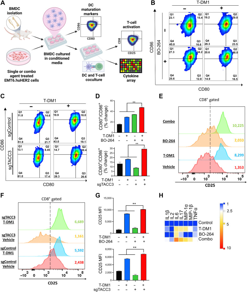 Figure 5. Inhibition of TACC3 in combination with T-DM1 leads to ex vivo DC maturation, T-cell activation, and release of ICD-related proinflammatory cytokines. A, Schematic representation of the experimental workflow for DC maturation, T-cell activation, and cytokine profiling experiments. B and C, Flow cytometry analysis of DC maturation markers in DC cells incubated with the CM collected from EMT6.huHER2 cells treated with 7.5 μg/mL T-DM1 and 500 nmol/L BO-264, alone or in combination (B) or in EMT6.huHER2.sgControl vs. sgTACC3 cells treated with 7.5 μg/mL T-DM1 (C). D, Quantification of CD80+/CD86+ cells from B and C (n = 2). E and F, Flow cytometry analysis of T-cell activation marker, CD25 in CD8+ T cells cocultured with DCs from B and C. G, Quantification of the CD25 mean fluorescence intensity (MFI) from E and F (n = 2). H, Levels of proinflammatory cytokines in the media collected from DC-T-cell cocultures from E. Data correspond to mean values ± SD. P values were calculated with the unpaired, two-tailed Student t test. **, P < 0.01. (A, Created with BioRender.com.)