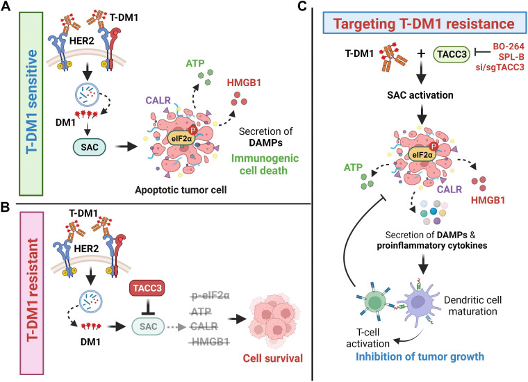 Figure 7. Schematic summary of the proposed model of T-DM1 sensitivity, resistance, and targeting T-DM1 resistance. A, In T-DM1–sensitive tumors, the activation of SAC and mitotic arrest lead to apoptosis and activation of ICD markers, e.g., eIF2α phosphorylation, ATP secretion, calreticulin surface exposure, and HMGB1 release, leading to DC maturation and cytotoxic T-cell, culminating in tumor growth inhibition. B, In T-DM1–resistant tumors, overexpression of TACC3 prevents activation of SAC, mitotic cell death, and ICD, thus promoting cell survival. C, Inhibition of TACC3 in combination with T-DM1 in the resistant tumors restores SAC activation and mitotic arrest, leading to apoptosis, induction of ICD hallmarks, and secretion of proinflammatory cytokines, thereby increasing the infiltration of DCs and T cells, thus restoring T-DM1 sensitivity. (Created with BioRender.com.)