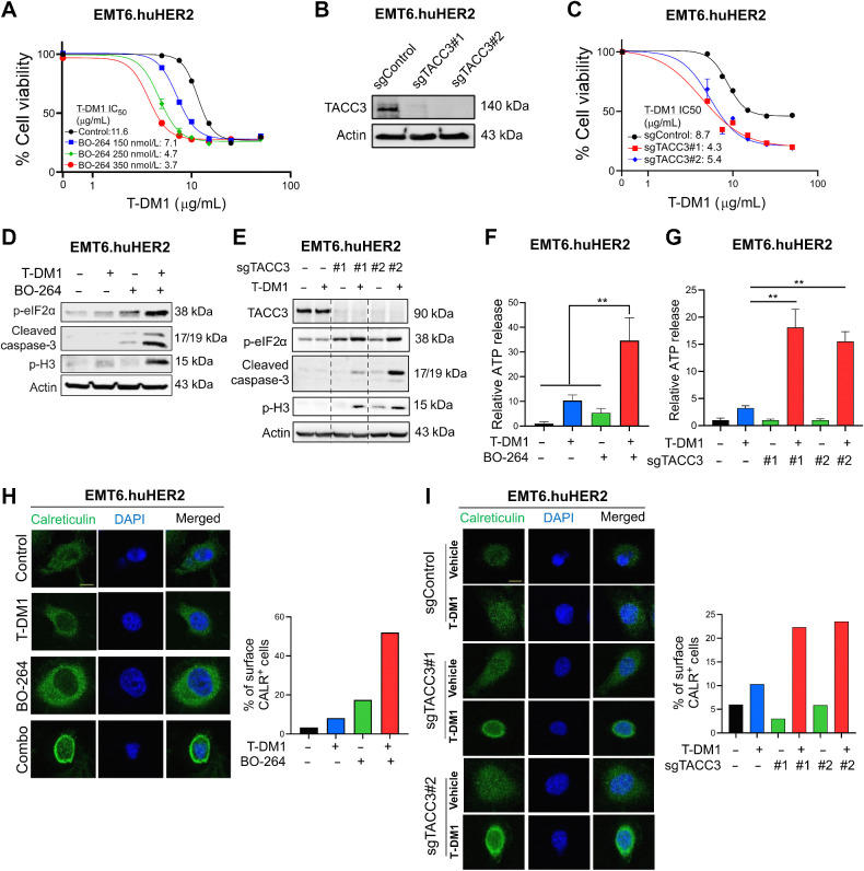 Figure 4. Targeting TACC3 sensitizes the human HER2-expressing EMT6.huHER2 cells to T-DM1 and induces ICD markers. A, Cell viability assay in EMT6.huHER2 cells treated with increasing doses of T-DM1 alone or combination with different doses of BO-264 for 3 days (n = 4). B, Validation of TACC3 knockout in EMT6.huHER2 cells obtained using CRISPR/Cas9 system. C, Cell viability assay in EMT6.huHER2.sgTACC3 vs. sgControl cells treated with increasing doses of T-DM1 for 3 days (n = 4). D, Western blot analysis of mitotic arrest, apoptosis, and ICD markers in EMT6.huHER2 cells treated with T-DM1 alone or in combination with BO-264. Actin was used as a loading control. E, Western blot analysis of TACC3, mitotic arrest, apoptosis, and ICD markers in EMT6.huHER2.sgTACC3 vs. sgControl cells treated with T-DM1. Actin was used as a loading control. F, Relative ATP release from EMT6.huHER2 cells treated with T-DM1 alone or in combination with BO-264 (n = 3). G, Relative ATP release from EMT6.huHER2.sgTACC3 vs. sgControl cells treated with T-DM1 (n = 3, 4). H, Immunofluorescence cell-surface staining of calreticulin (green) in EMT6.huHER2 cells treated with T-DM1 alone or in combination with BO-264. Its quantification is provided on the right. I, Immunofluorescence cell-surface staining of calreticulin (green) in EMT6.huHER2.sgTACC3 vs. sgControl cells treated with T-DM1. Its quantification is provided on the right. Data correspond to mean values ± SD. P values were calculated with the unpaired, two-tailed Student t test. **, P < 0.01.