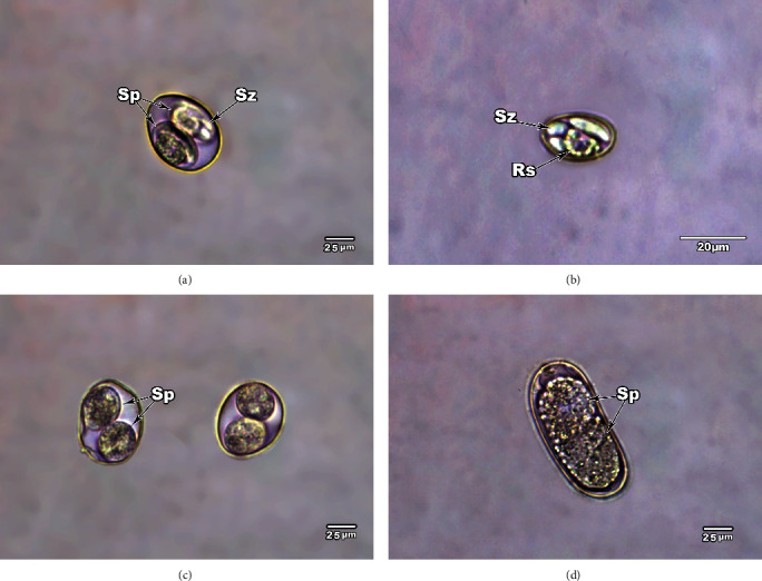 Figure 4