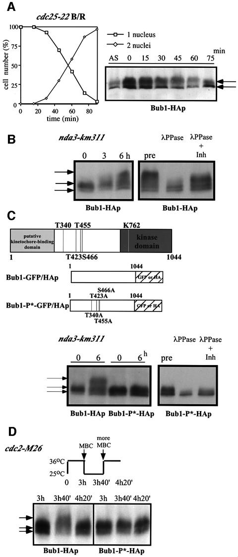 graphic file with name cdg100f1.jpg