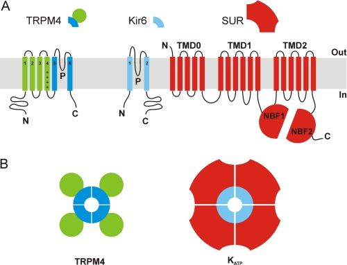 FIGURE 1.