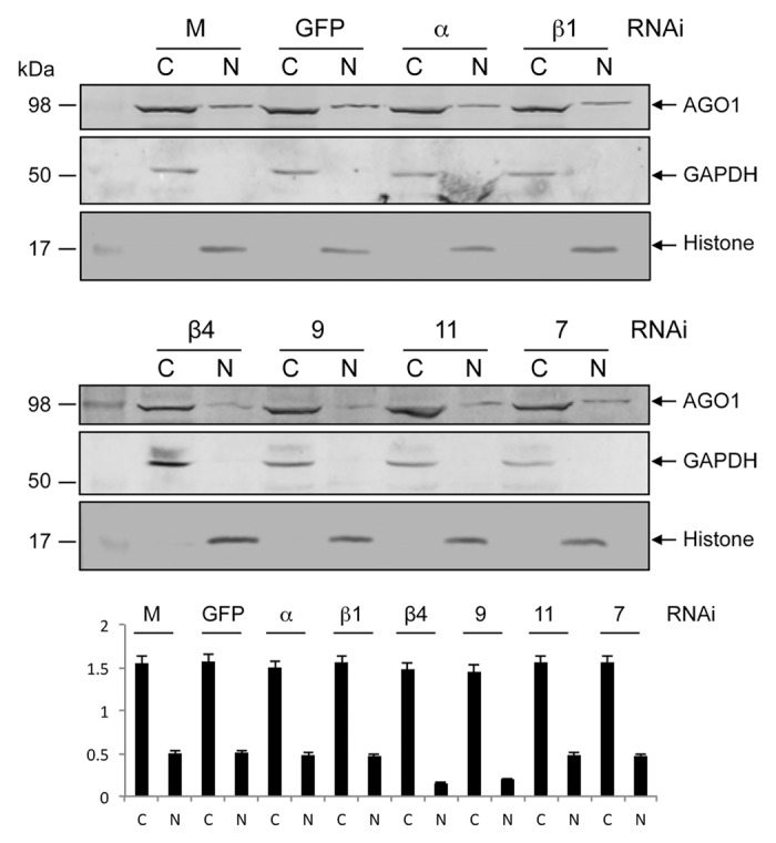 graphic file with name rna-10-1868-g2.jpg