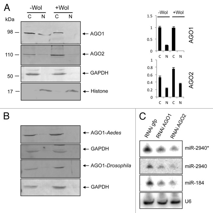 graphic file with name rna-10-1868-g1.jpg