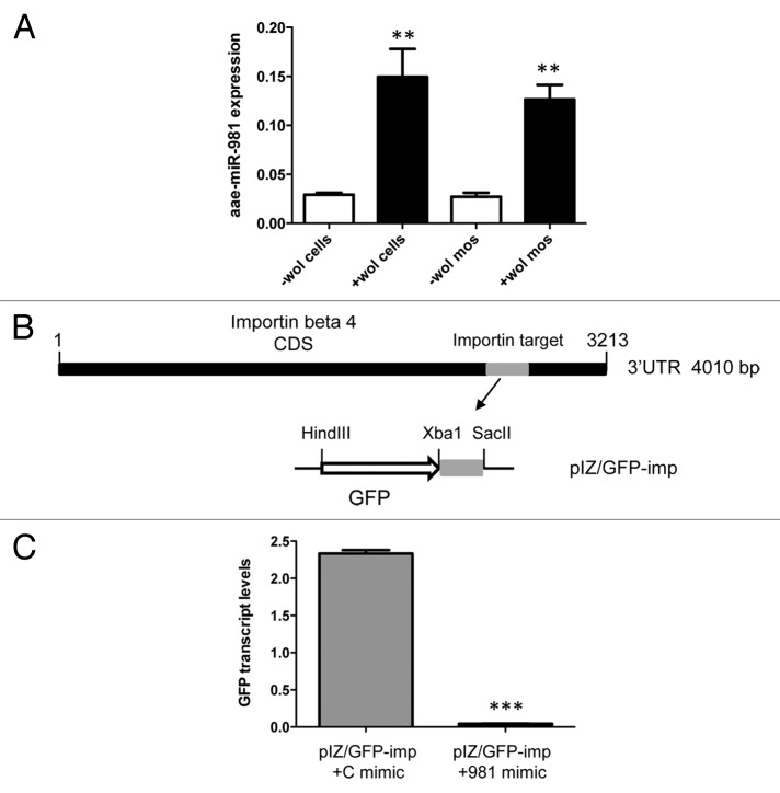 graphic file with name rna-10-1868-g4.jpg