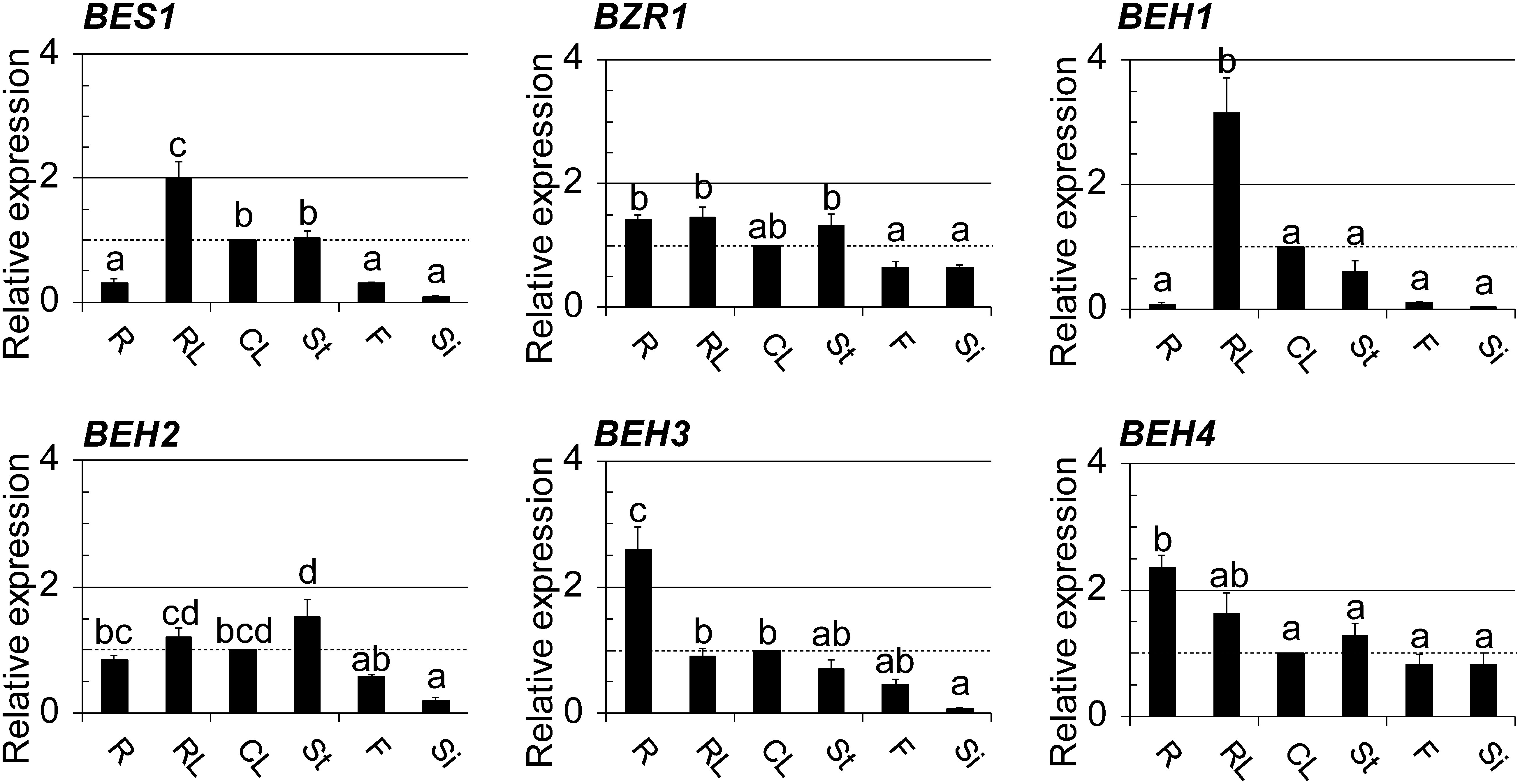 Fig. 2. Organ-specific expression of BES1/BZR1 family members was examined using qRT-PCR; the used organs were roots (R), rosette leaves (RL), cauline leaves (CL), and stems (St) prepared from 4-wk-old plants as well as flowers (F) and siliques (Si) from 8-wk-old plants. Graphed data are shown as the relative values of the means with SE (set 1 for CL). The presentation style of the graphs is identical to those in Fig. 1.