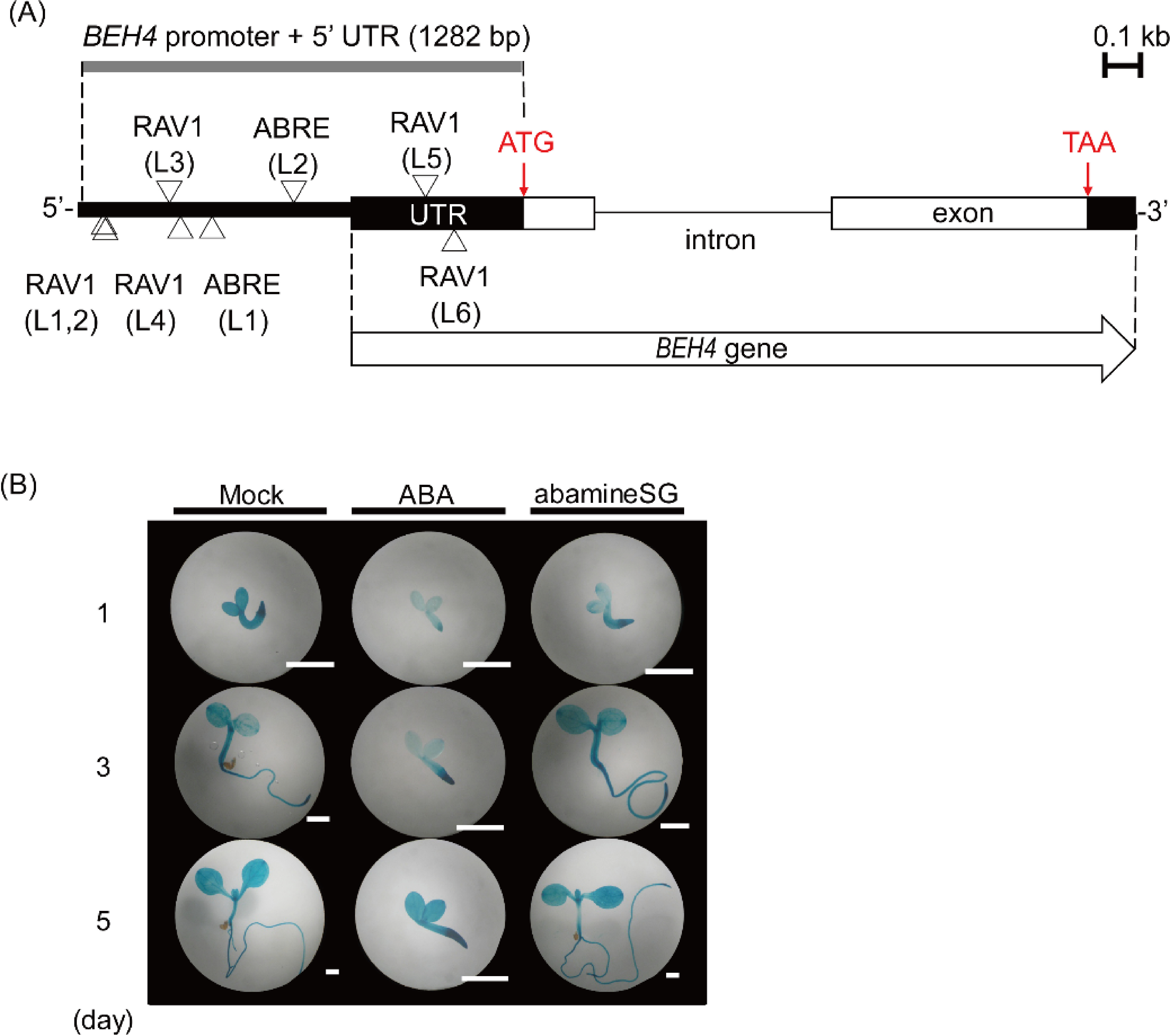 Fig. 6. The response of BEH4 to increased or decreased ABA levels was examined histochemically. (A) The triangles on a schematic drawing of the BEH4 gene and its 5′-flanking sequence show the positions of ABRE-like and RAV-like elements in both strands of the DNA double helix. The element sequences are presented in Table 2. Box, exon; thin line, intron; thick line, 5′-flanking (promoter) sequence; UTR, either 5′- or 3′-untranslated regions of BEH4. (B) BEH4::GUS transgenic seedlings were subjected to histochemical GUS staining; following the treatment of either ABA (1 µM) or abamineSG (50 µM), a specific inhibitor of ABA synthesis DMSO (0.1%) was applied to plants as a mock treatment. Scale bars represent 1 mm.