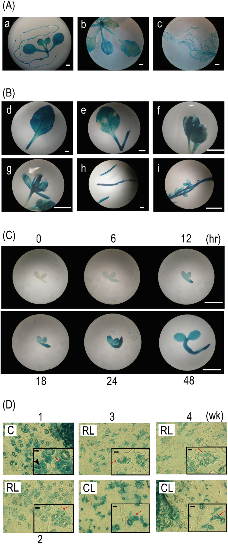 Fig. 5. BEH4::GUS plants were subjected to histochemical GUS staining at different stages: seedlings in an early growth stage (A, 1 wk and 2 wk), several organ parts excised from adult plants in a late growth stage (B, 4 wk or later), and seedlings in a very early stage (C, 0–48 hr). Leaf epidermal tissues (D) that were peeled off from the cotyledon (C, 1 wk), rosette leaf (RL, 2–4 wk), and cauline leaf (CL, 3 wk and 4 wk) of BEH4::GUS plants were subjected to GUS staining. The lowercase letters in A and B indicate a 1-wk-old whole seedling (a); above-ground organs (b) and roots (c) of 2-wk-old seedlings; a 4-wk-old rosette leaf (d); a 4-wk-old cauline leaf (e); a 5-wk-old flower bud (f); an open flower (g); an immature silique (h); and a developing seed in a silique (i). Insets in Fig. 5D present magnified images of the epidermal tissues. White bars and black bars represent 1 mm and 10 µm, respectively. Red arrows and black arrowheads indicate pavement cells (PCs) located adjacently to guard cells (GCs) and smaller cells located away from GCs, respectively.