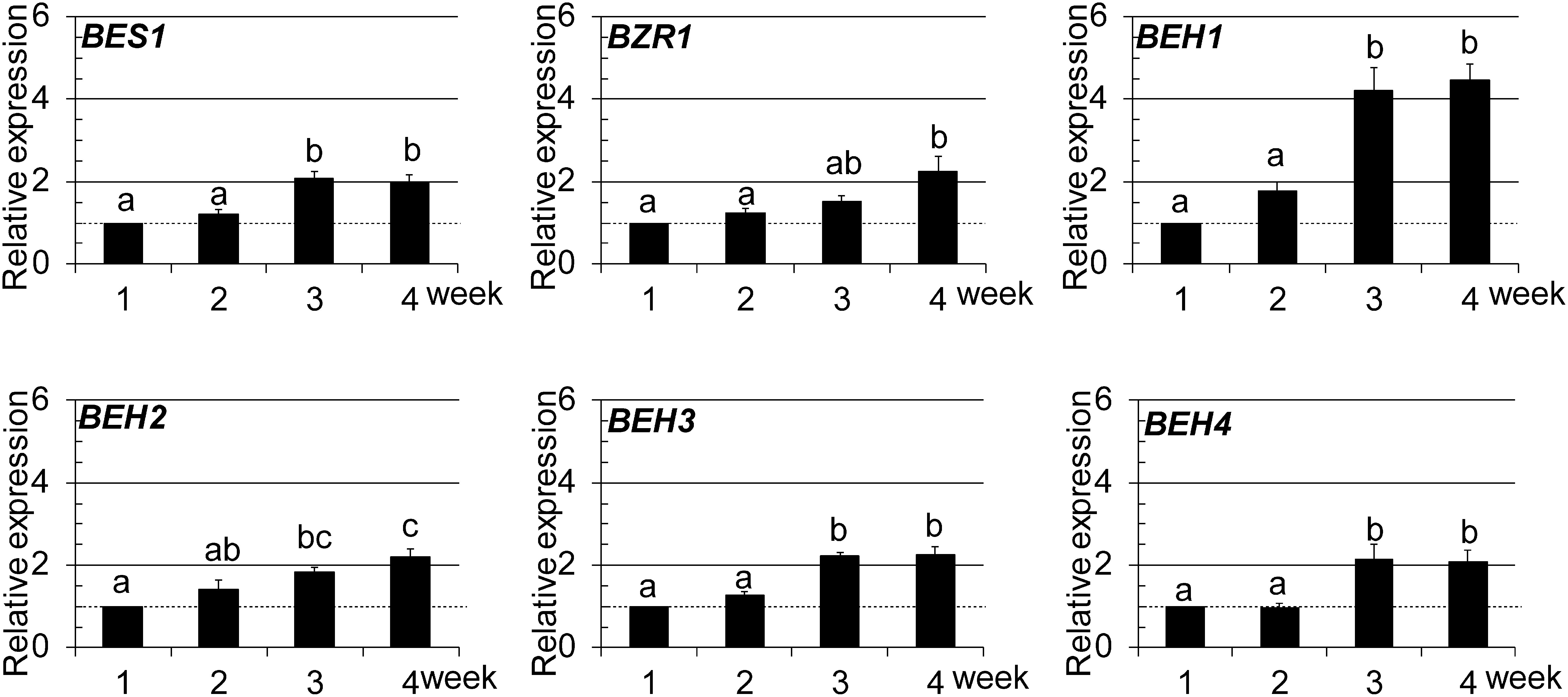 Fig. 1. Growth-dependent expression of BES1/BZR1 family members was examined using qRT-PCR. In the graphs, data are shown as relative values of the means with standard error (SE) (set 1 for 1-wk-old), following normalization by that of EF1aA4. Statistical analyses were conducted using Tukey’s test (p<0.05).