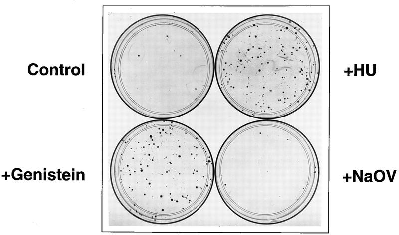 FIG. 5