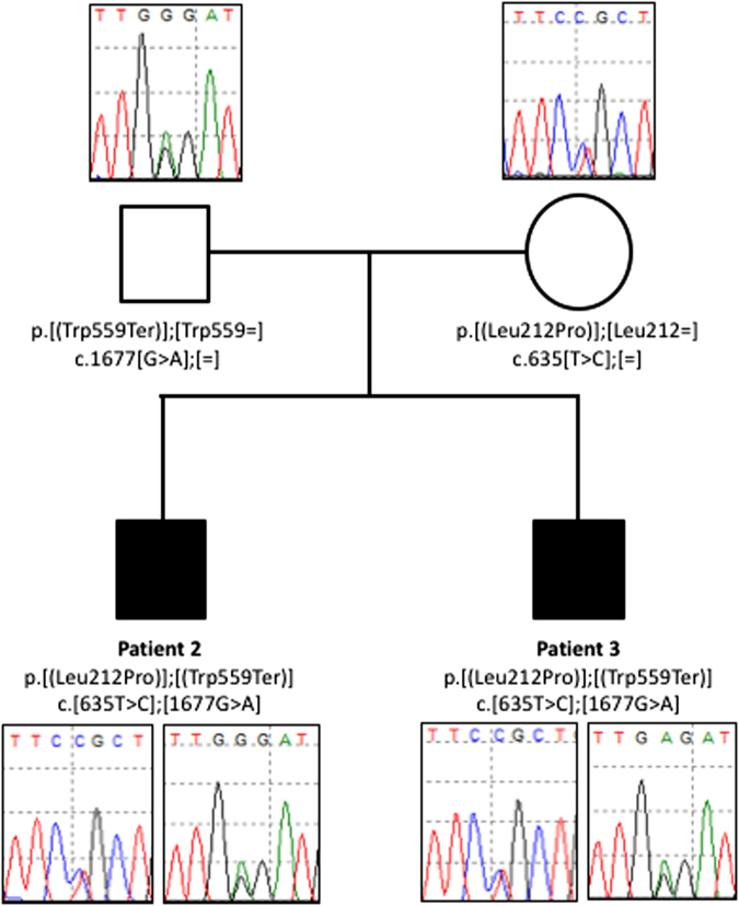 Fig. 3