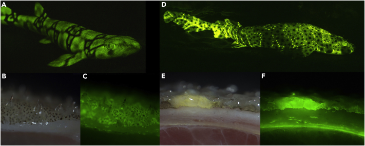 Figure 6