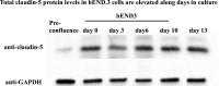 Figure 2—figure supplement 1.