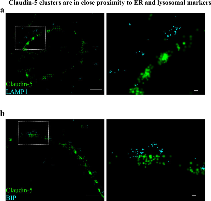 Figure 6—figure supplement 2.