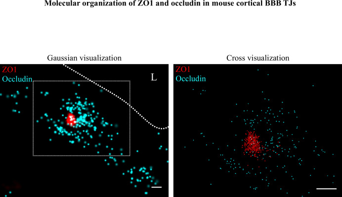 Figure 6—figure supplement 1.