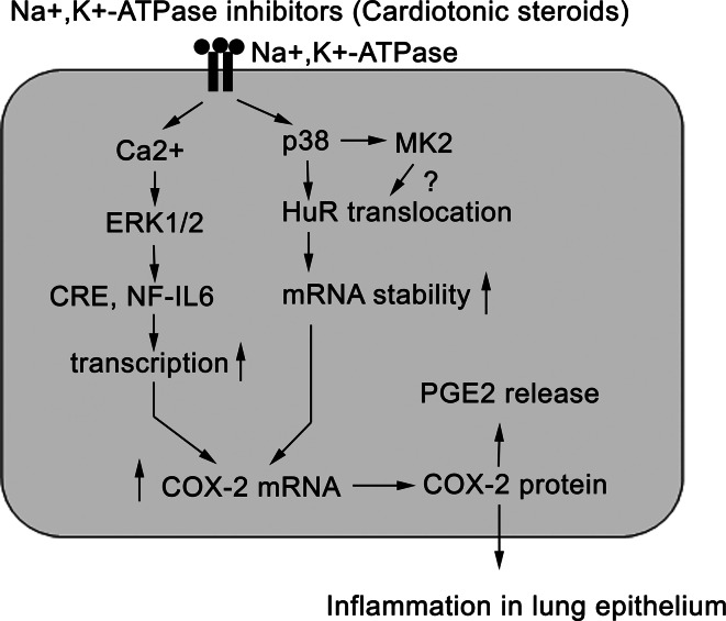 Fig. 11