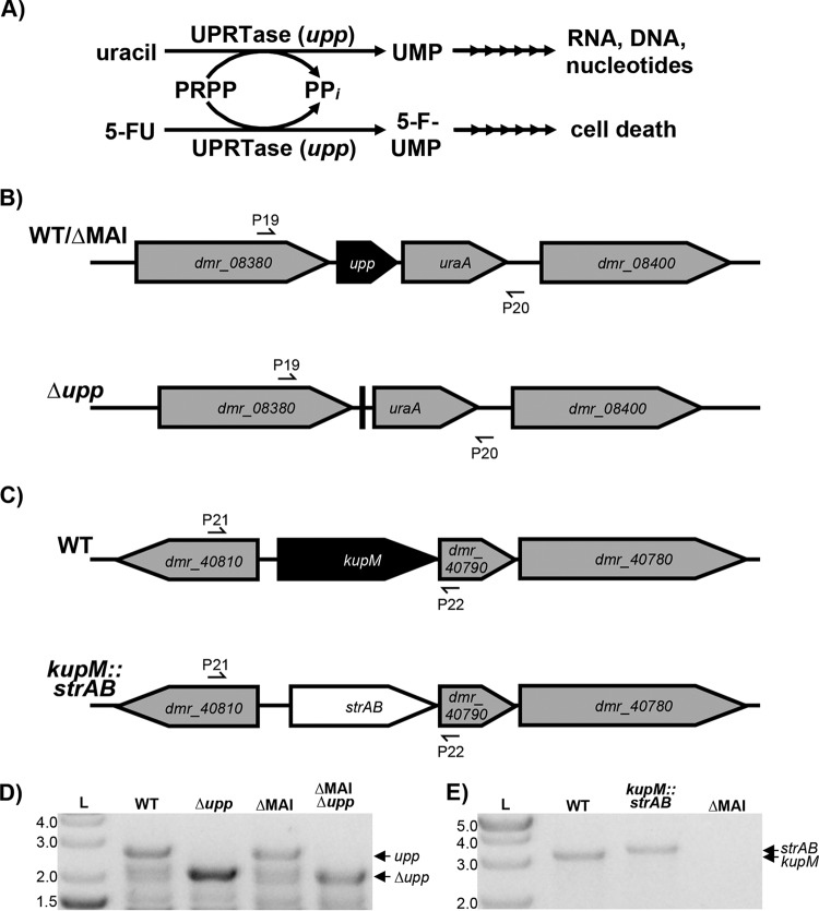 FIG 3