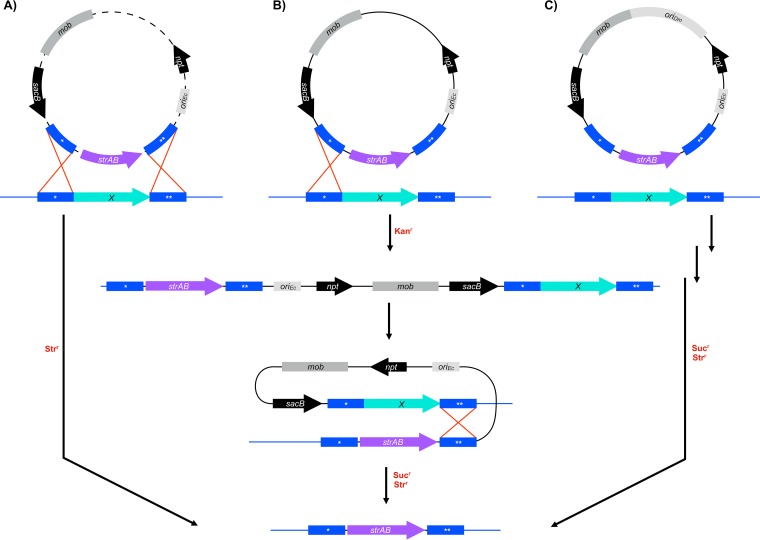 FIG 1