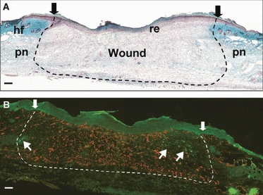 Fig. 8