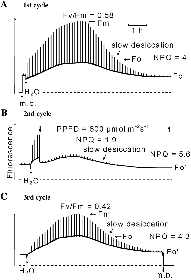 Fig. 3.