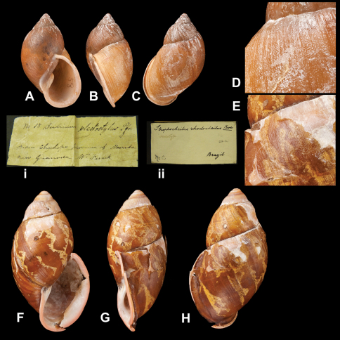 Figure 21.