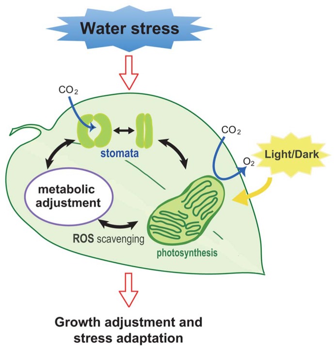 FIGURE 1