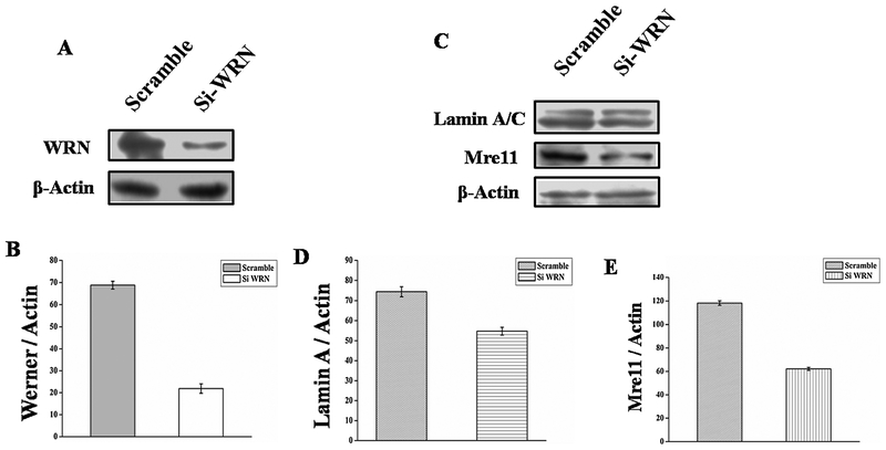 Fig. 9.