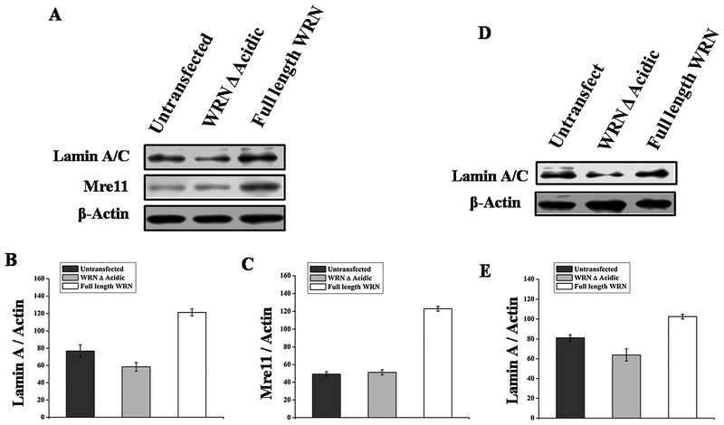 Fig. 8.