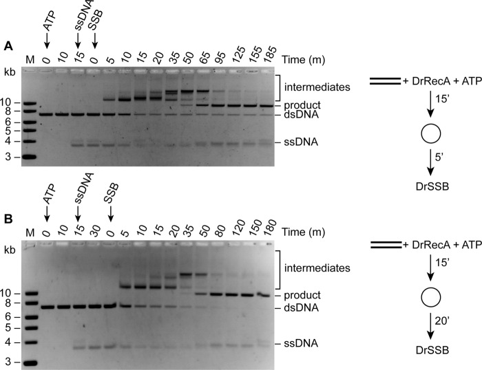 FIGURE 11.