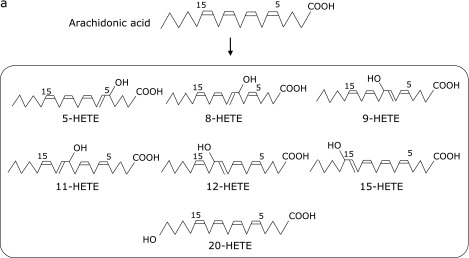 Fig. 2a