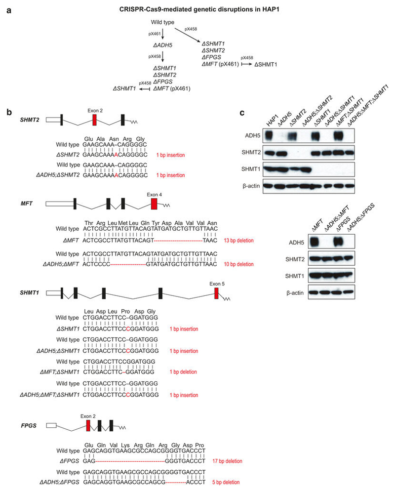 CRISPR-Cas9-mediated genetic disruptions in HAP1 Extended Data Figure 4