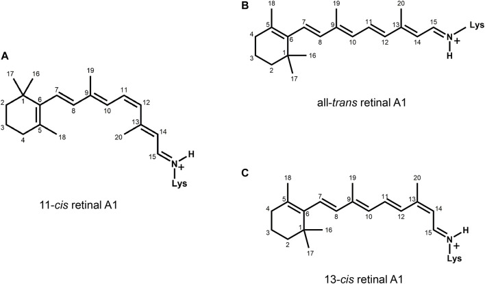 FIGURE 1