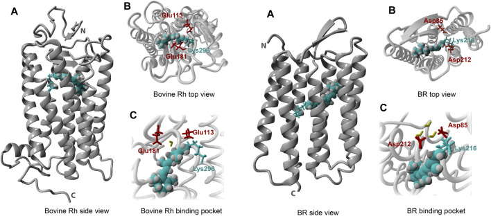 FIGURE 6