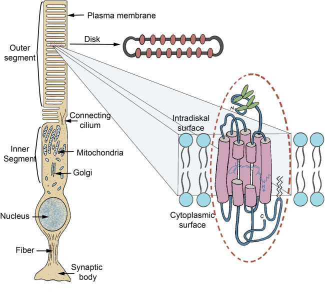 FIGURE 2