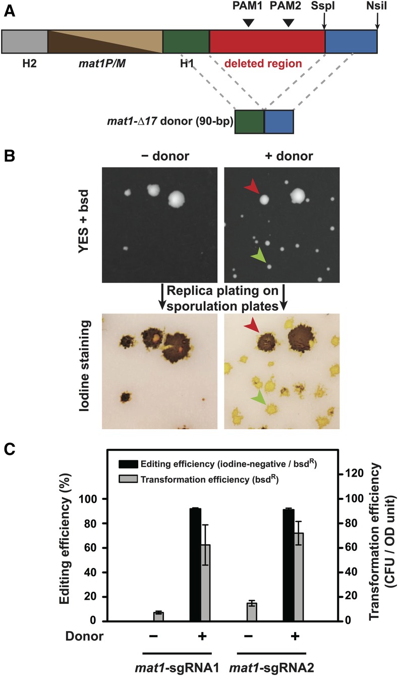 Figure 6