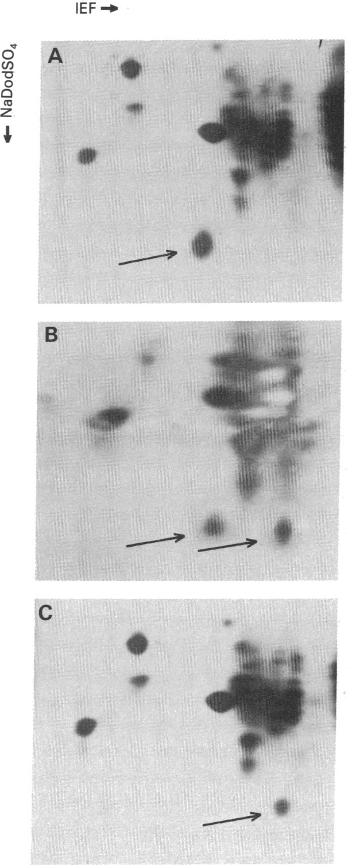 graphic file with name pnas00629-0165-a.jpg